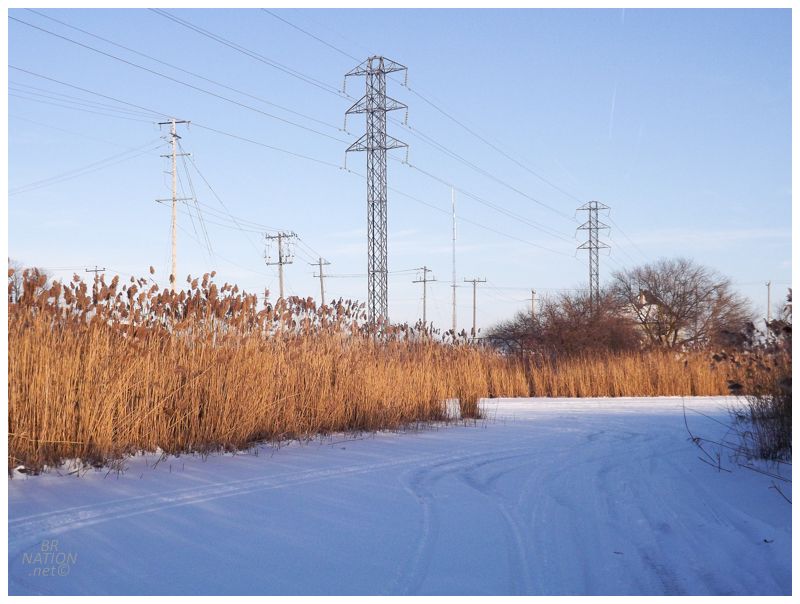 reeds beyond the bridge; weird paths into the weeds